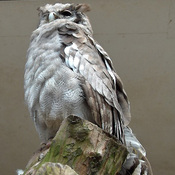 Verreaux's Eagle-Owl